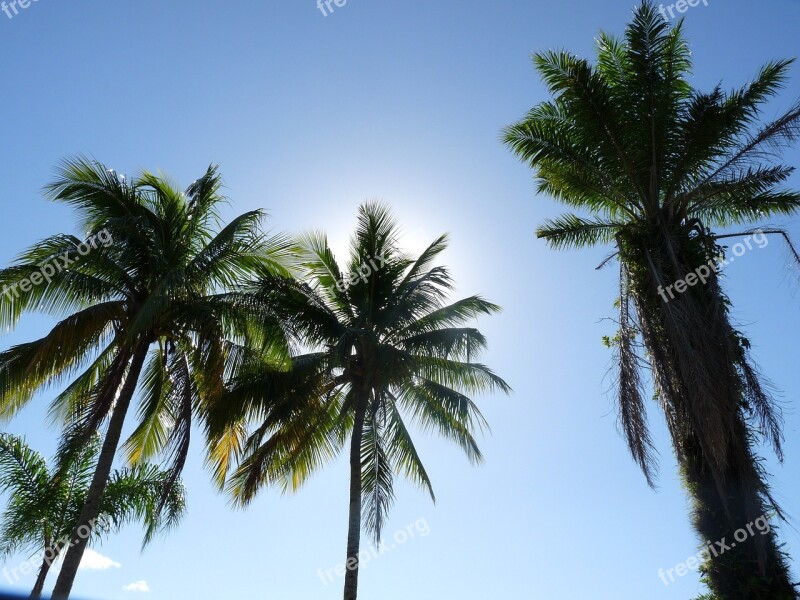 Coconut Trees Pier Itaguá Ubatuba São Paulo