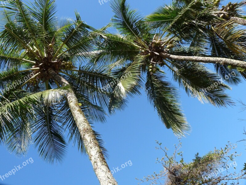 Coconut Trees Pier Itaguá Ubatuba São Paulo