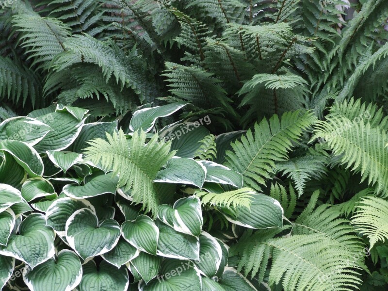 Garden Hosta Plantain Lily Shadow Leaf