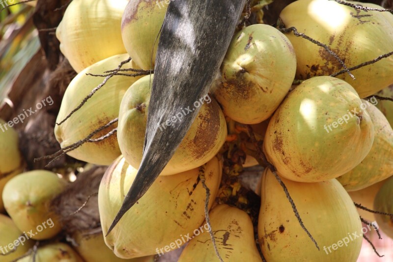 Coco Coconut Tree Brazil Nature Green Coconut