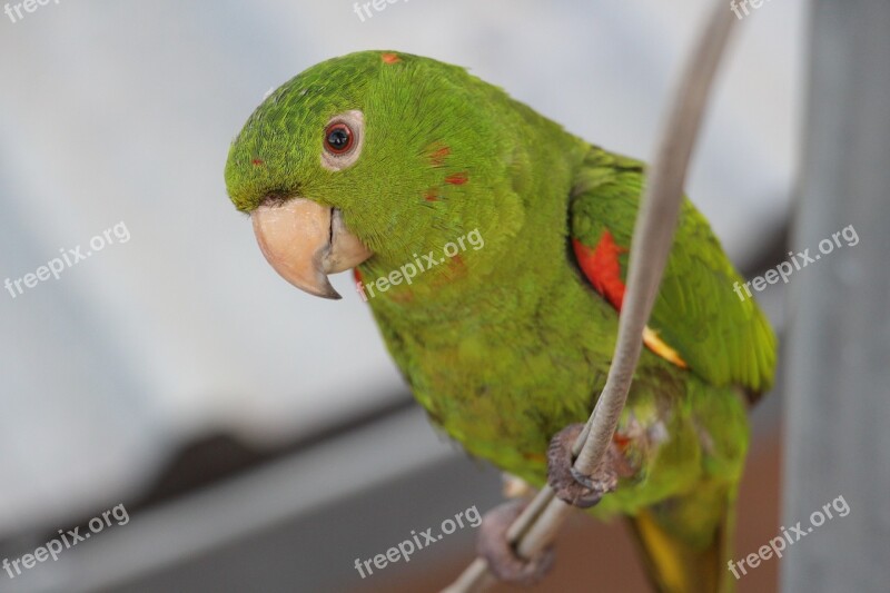 Maritaca Bird Brazil Free Photos