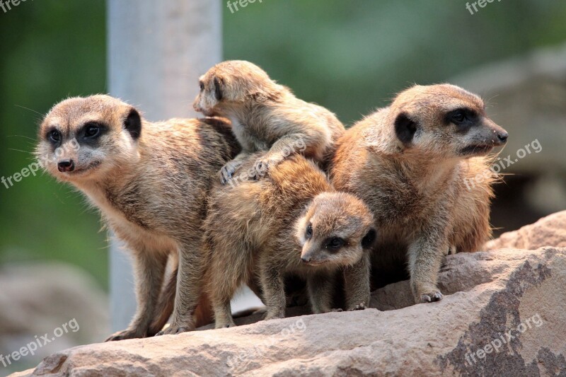 Meerkat Group Cute Pack Family