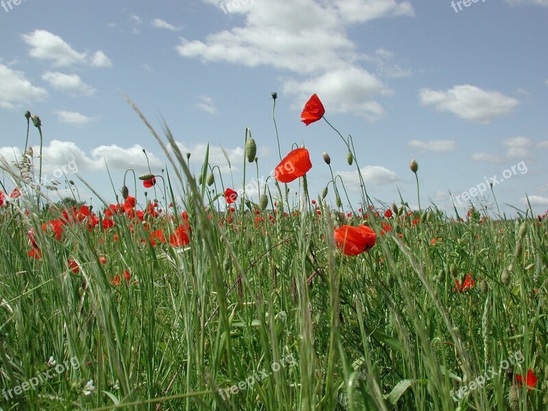 Poppy Red Field Flowers Field Of Poppies