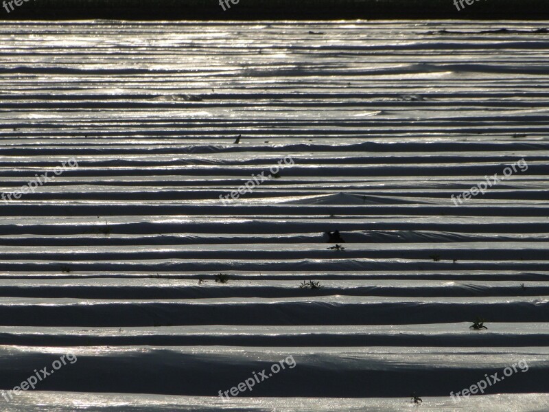 Pattern Asparagus Field Landscape Abstract