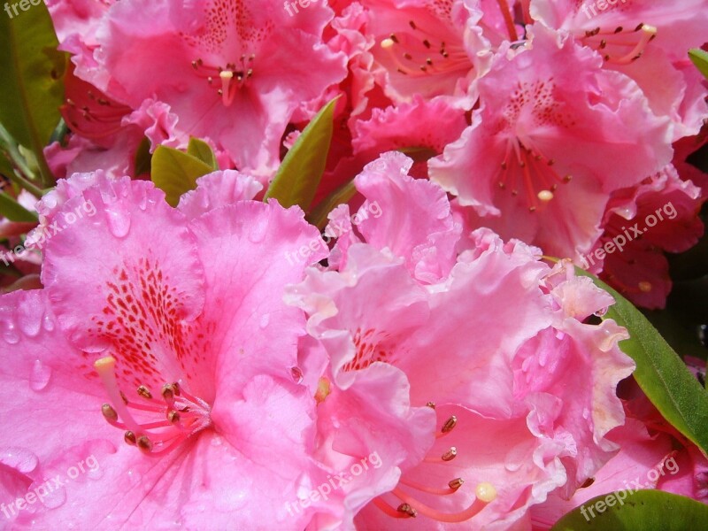 Rhododendron Flowers Morning Dew Flora