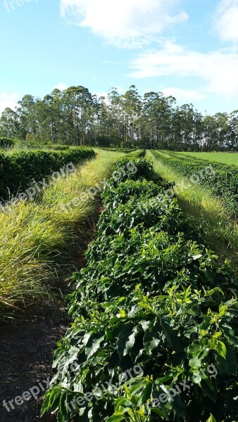 Cafe Coffee Plantation Farm Crop