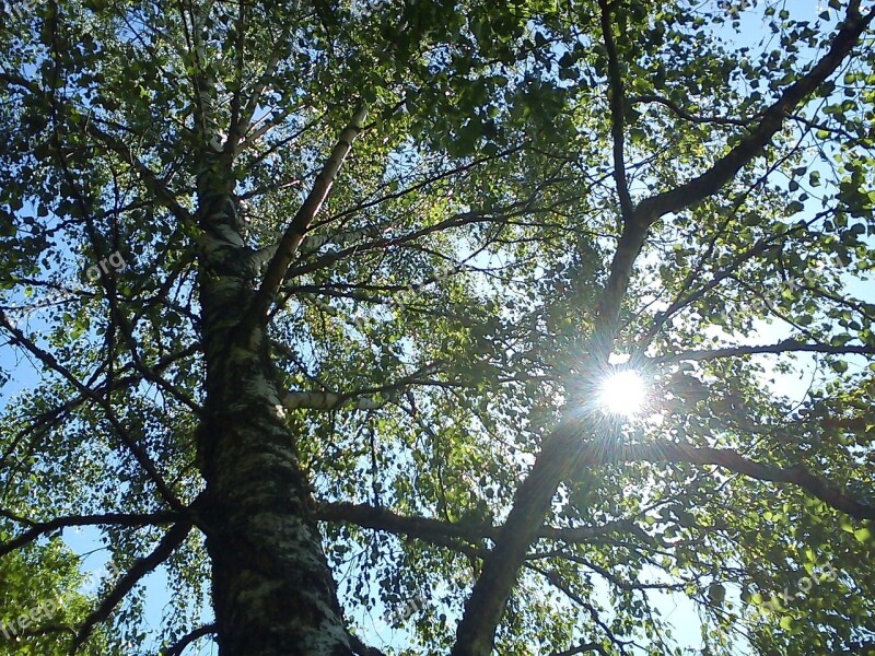 Solar Birch Trees Sunlight Free Photos