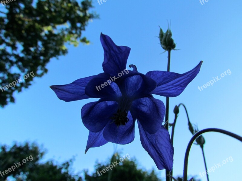 Flower Columbine Blue Midsummer Summer