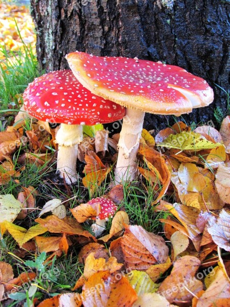 Mushroom Poisonous Red Fly Agaric Red Nature