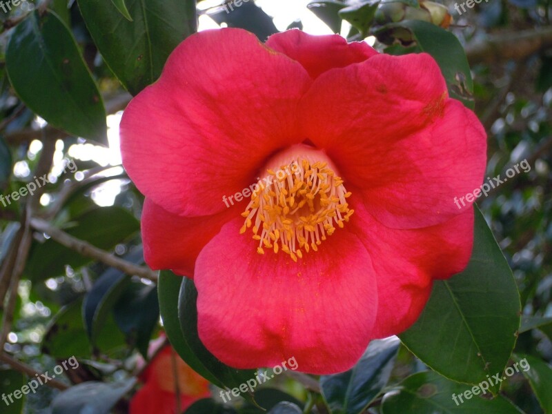 Camellia Univalve Red Camellia Japonica Free Photos