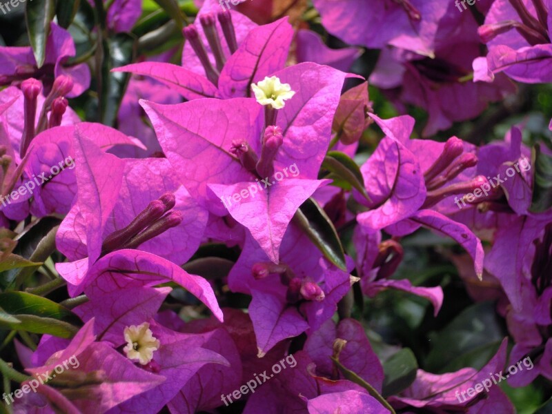 Bougainvillea Purple Paper Flower Bouqainvillea Free Photos