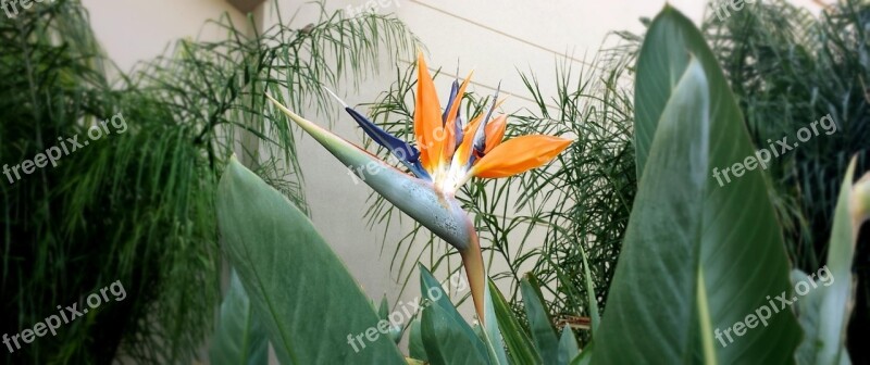 Bird Of Paradise Flower Flower Plant Tropical Orange