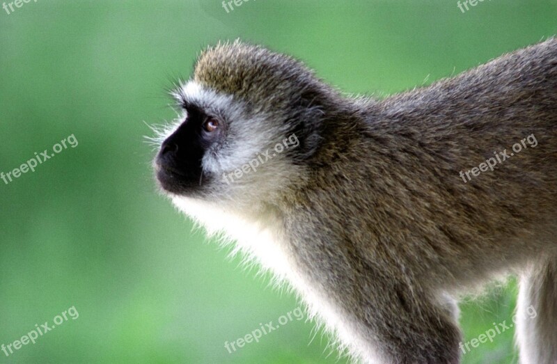 Monkey Wildlife Nature Funny Wild