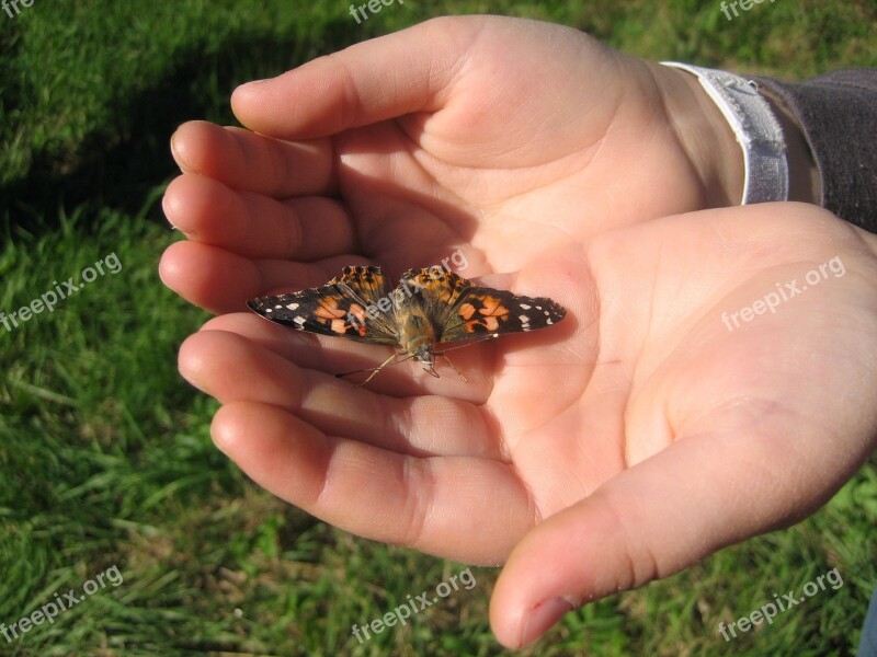 Butterfly Hands Flight Free Photos