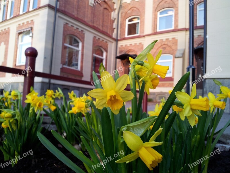 Easter Easter Lilies Spring Free Photos