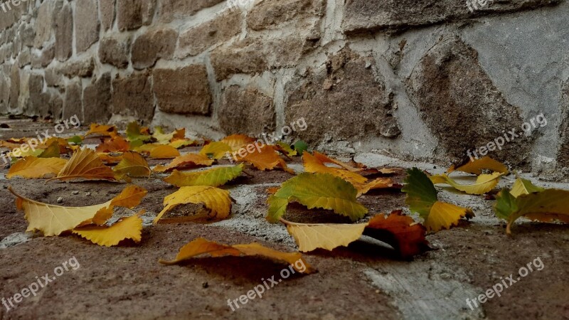 Leaves Autumn Sille Free Photos