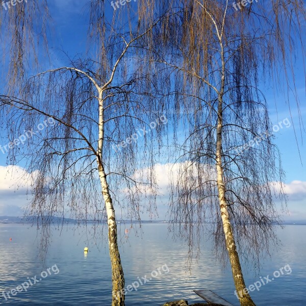 Landscape Birch February Sky Lake