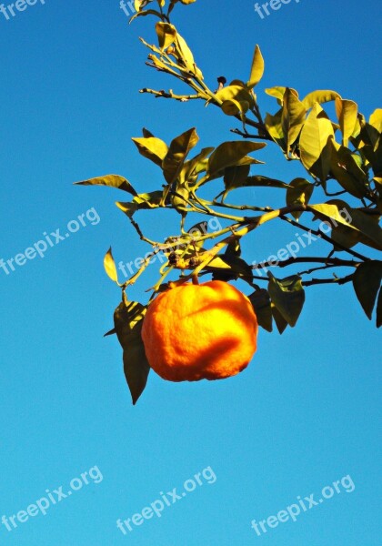 Orange Citrus Tree Fruit Healthy