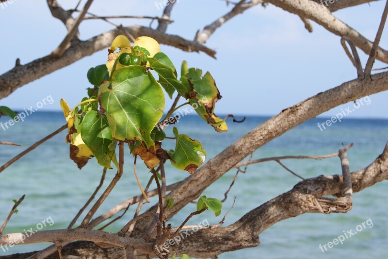 Beach Morrocoy Venezuela Sea Free Photos