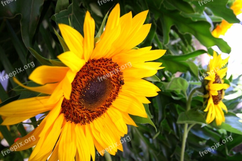 Sunflower Flower Yellow Garden Sunflowers