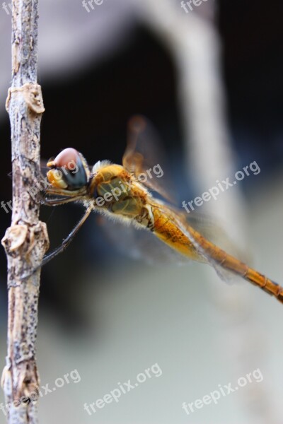 Dragonfly Insect Natural Macro Free Photos