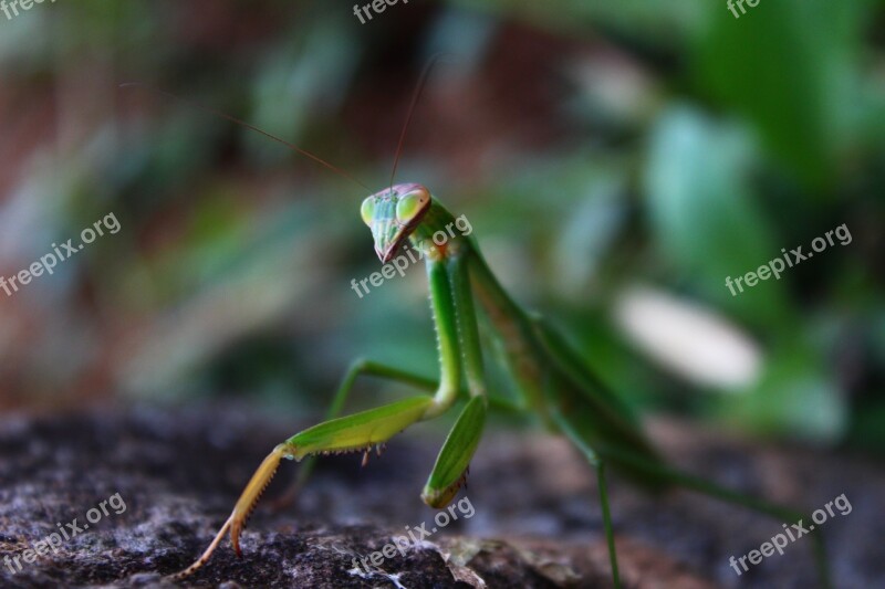 Mantis Insect Nature Macro Free Photos