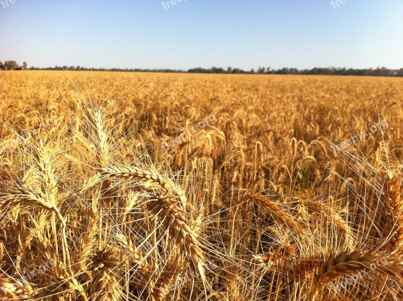 Ripe For Harvest 2 Free Photos