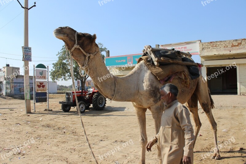 Camel Man Rajasthan India Sand