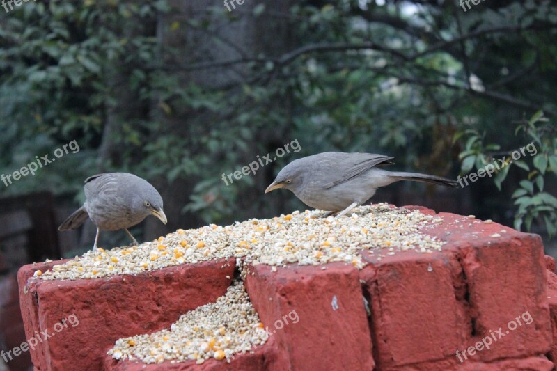 Birds Wall Tree Eating Wheat