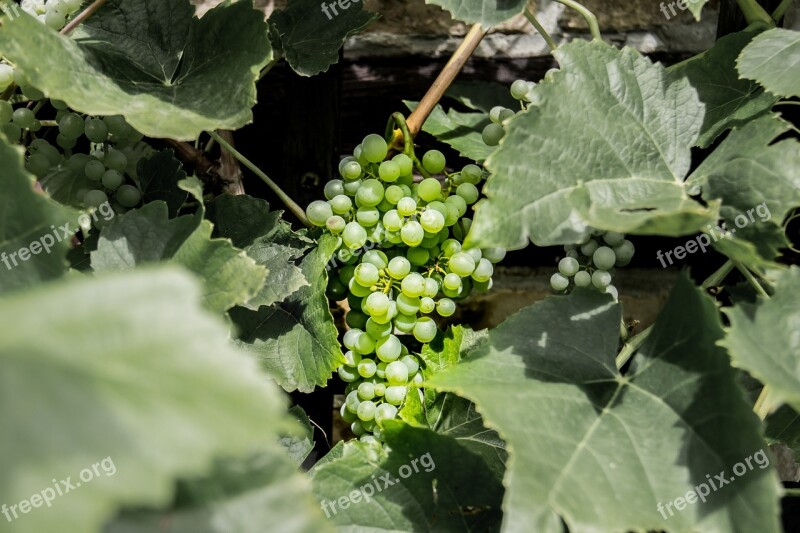 Grape Green Fruit Plant Green Grapes