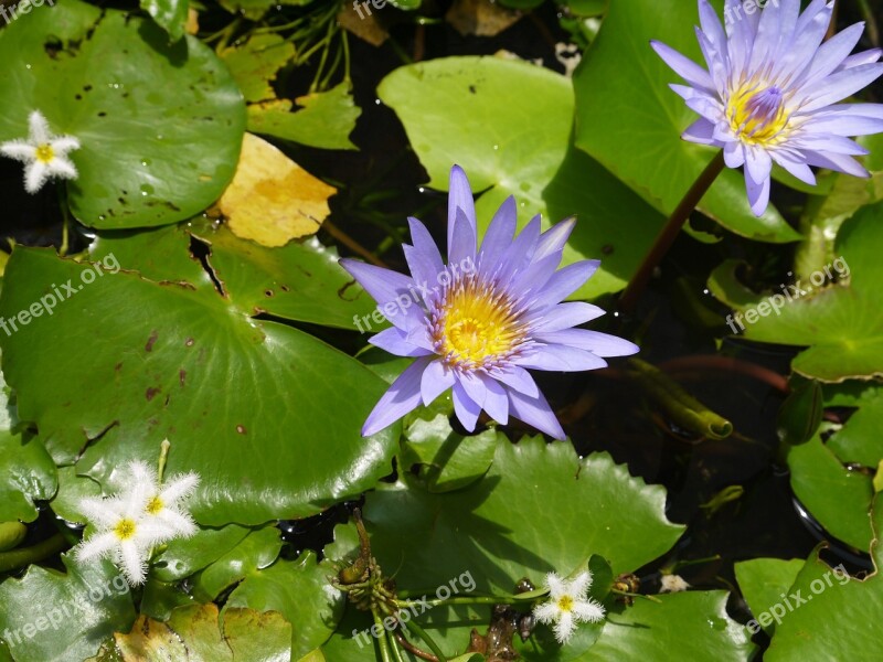 Flowers Bali Water Basin Free Photos