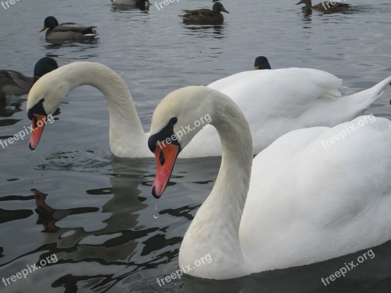 Swans Animal Bird White Water