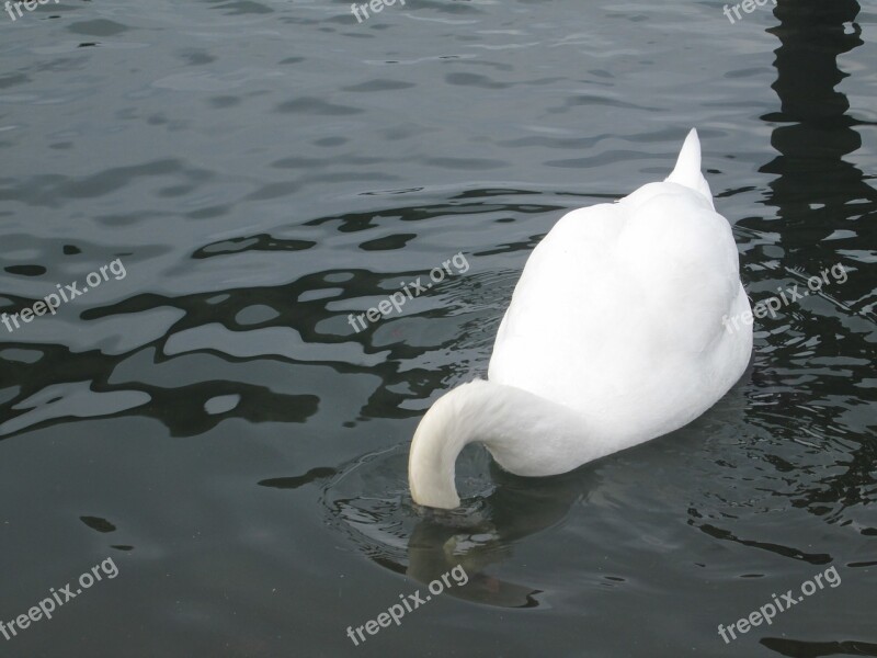 Underwater Water Animal Swan Bird