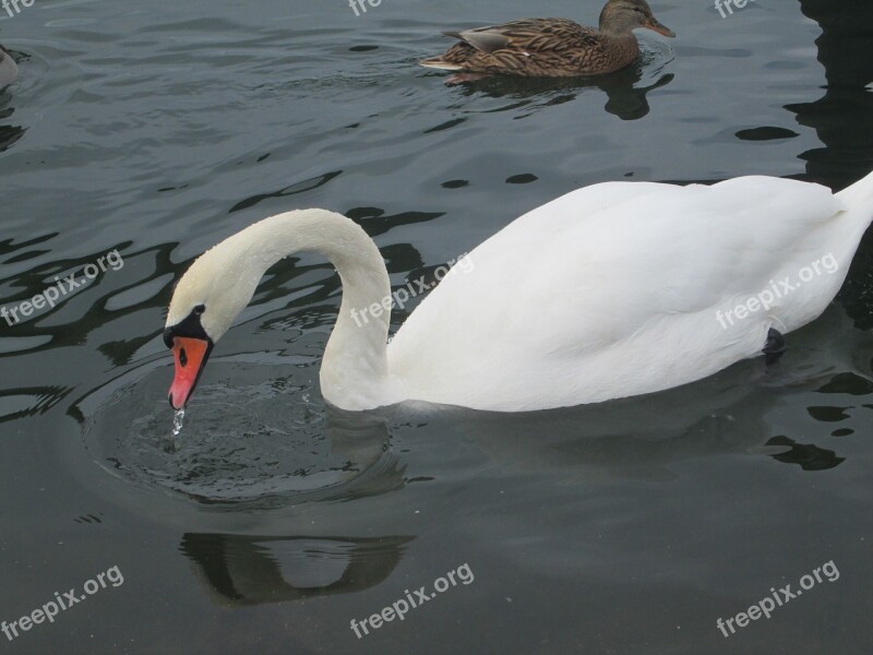 Swan Water Lake Bird White