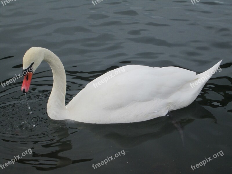 Swan Water Bird Lake Animal