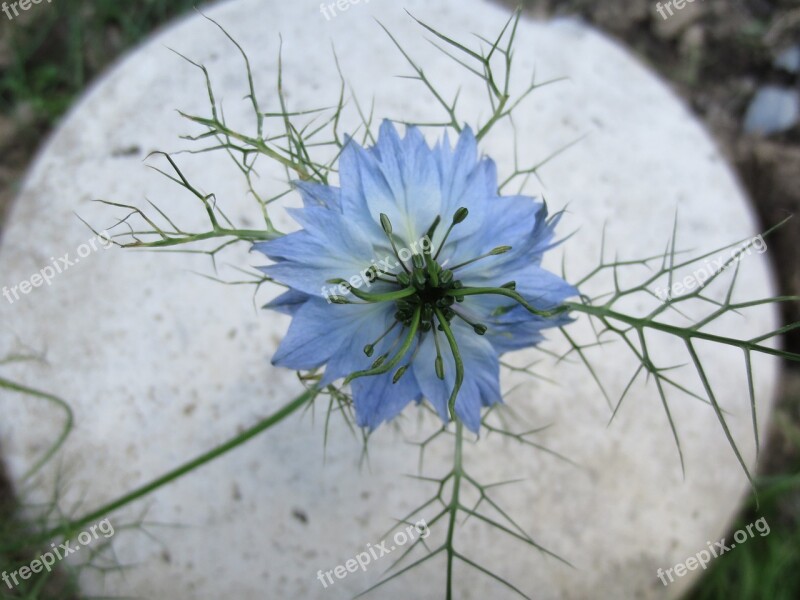 Cornflower Blue Garden Free Photos