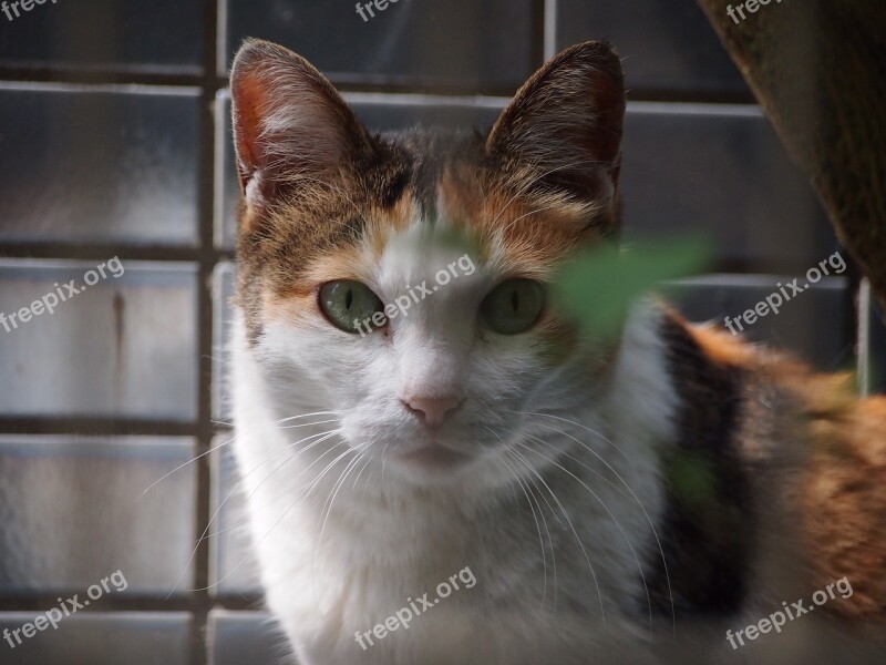 Cat Animal Cute Front Free Photos