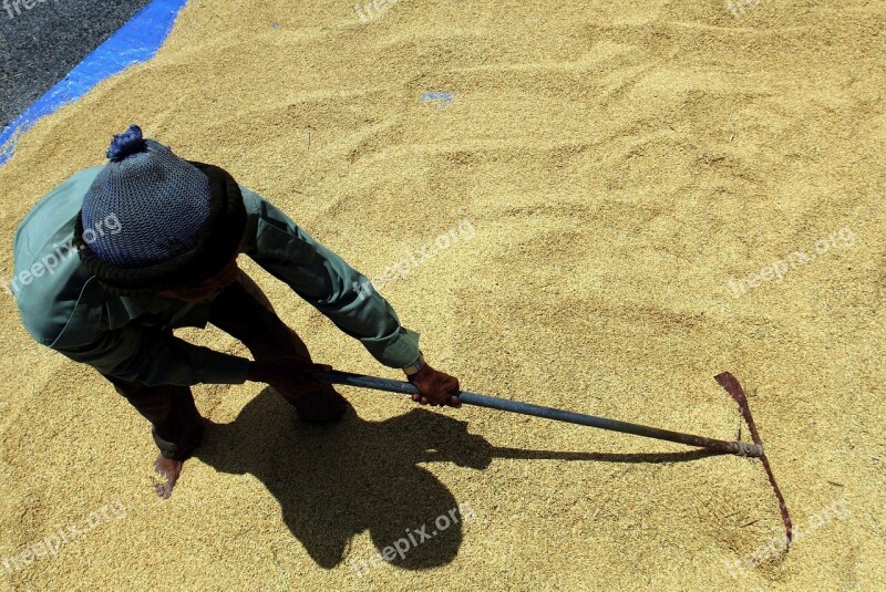 Paddy Dry Nature Rice Agriculture