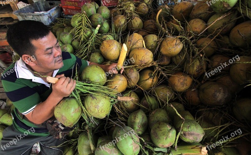 Coconut Agriculture Tropical Palm Food