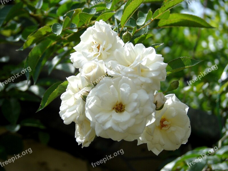 Branch Rosa Plants Petals Flower