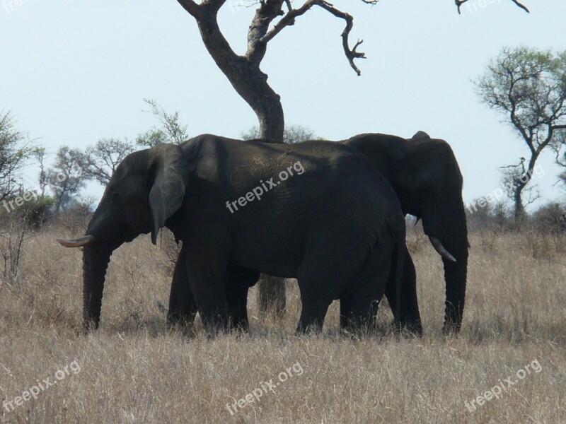 South Africa Kruger Park Elephant Holiday Free Photos