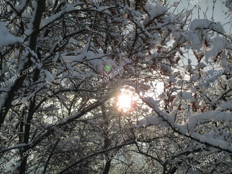 The Sun Winter Snow Landscape Tree