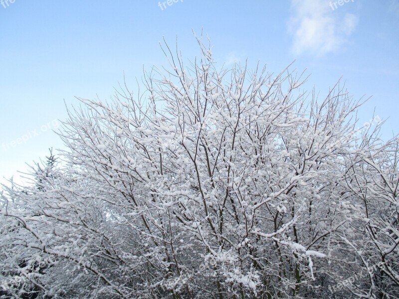 Tree Sky Snow Clearances Winter