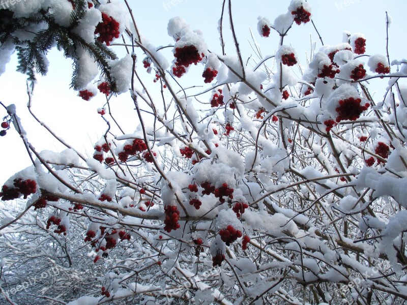 Winter Snow Frost Fruit Rowan