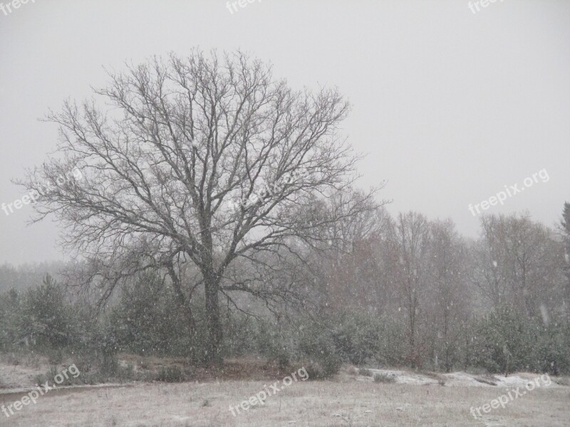 Tree Snow Field Winter Nature