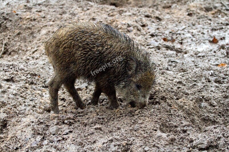 Wild Wild Boars Forest Nature Bristles