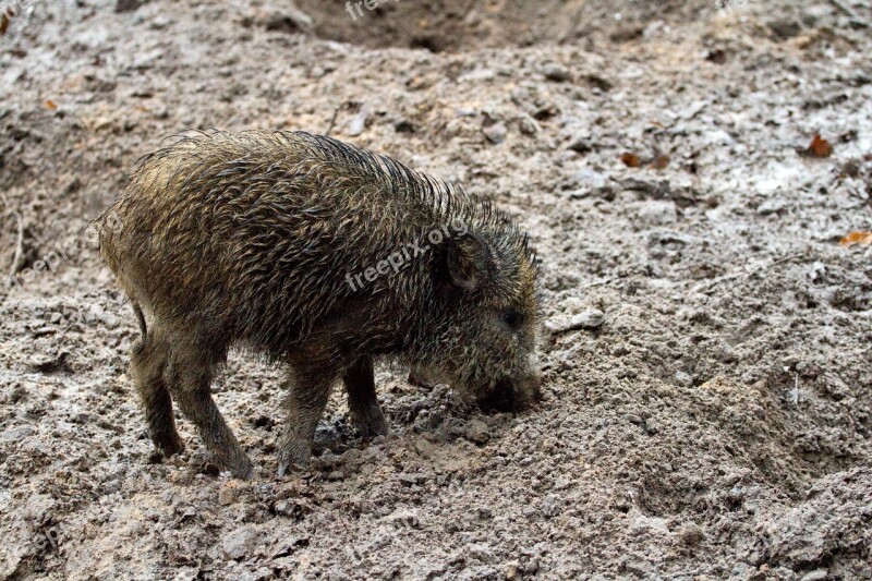 Wild Wild Boars Forest Nature Bristles