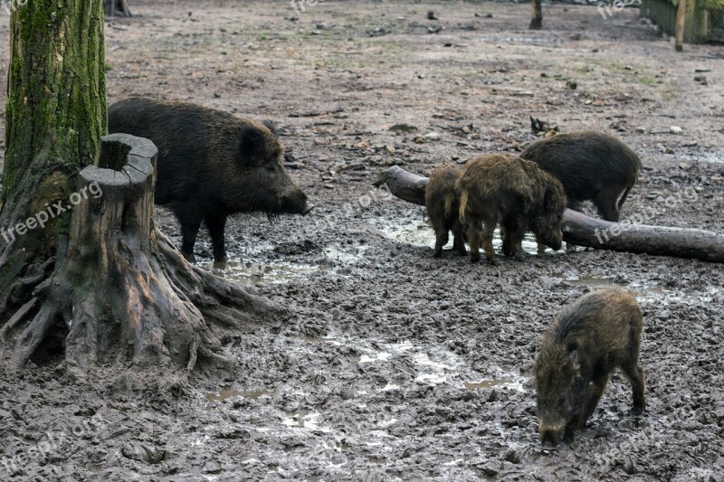 Wild Wild Boars Forest Wild Boar Free Photos