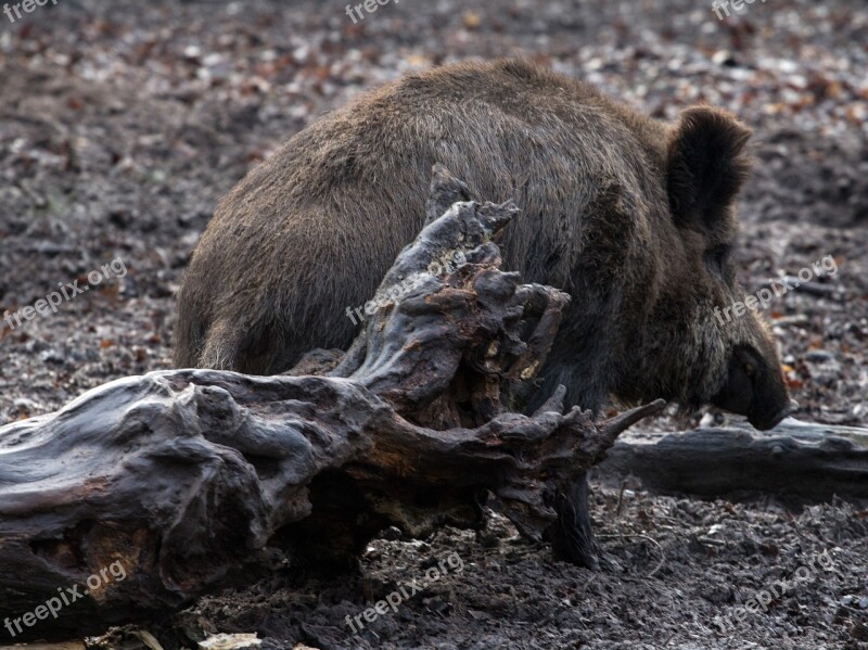 Wild Wild Boars Forest Wild Boar Free Photos