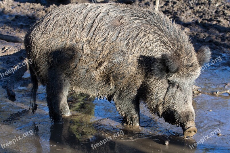 Wild Wild Boars Forest Nature Free Photos